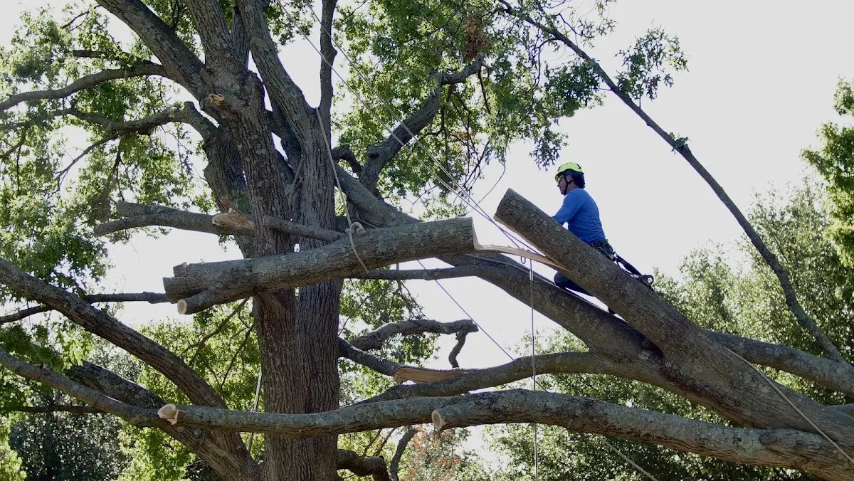 Professional Hazardous Tree Removal performed by certified arborists in Montgomery